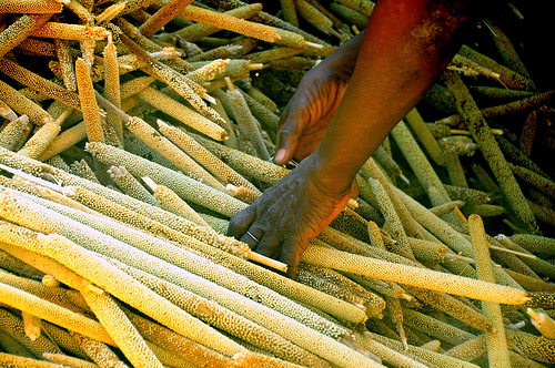 Ninigui Village - Yatenga (Burkina Faso)