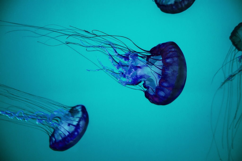 Dos aplicaciones españolas te informan de si habrá medusas en la playa