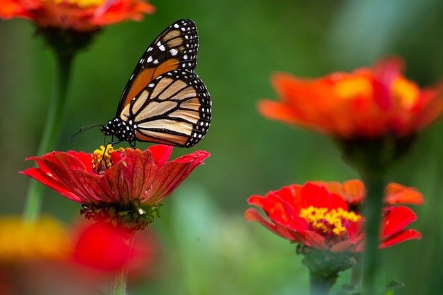 Big Butterfly Count: Ciencia ciudadana para reducir la ansiedad